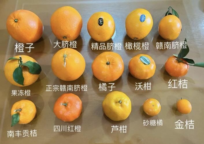 橘子图片和桔子图片