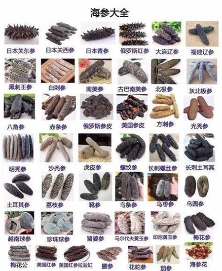 海参分几种类型缩略图