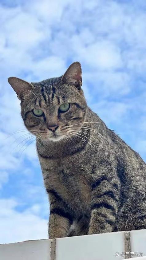 花猫画质大师5.0缩略图