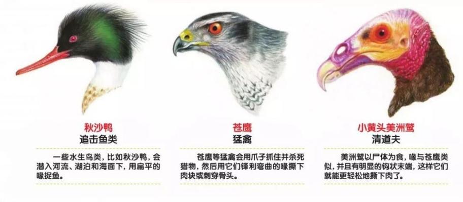 鸟类的喙形分类缩略图