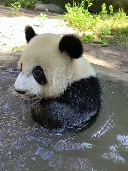 熊猫视频.缩略图