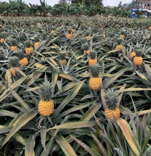 地菠萝的功效和作用截图