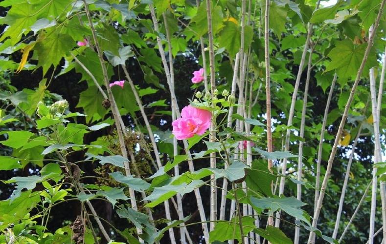 芙蓉花多少钱一斤图标