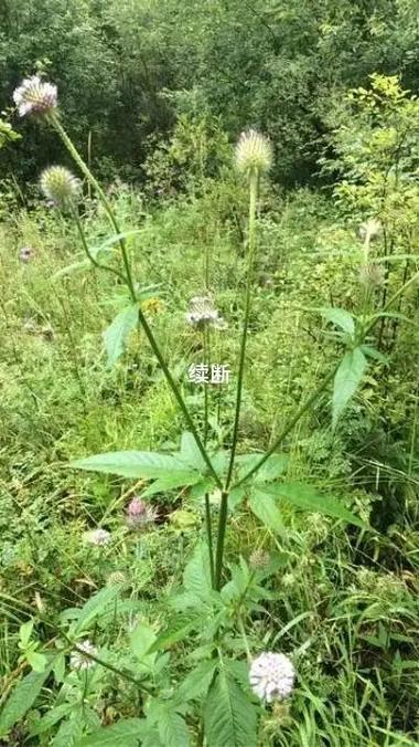 300天火花断了一天没续会断吗
