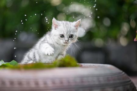 猫腿无力,走路摇摇摆摆