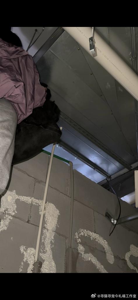 家住17楼猫丢了还能找回来吗截图