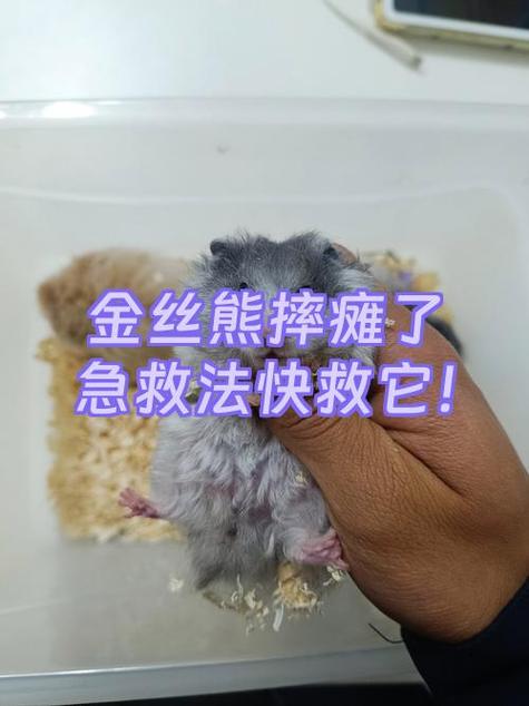 仓鼠被摔了会出现什么状态截图
