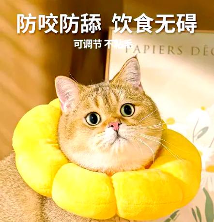 猫咪全身无力一直躺着的原因截图