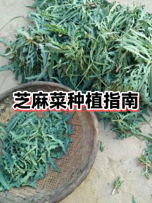 芝麻菜的特点游戏截图