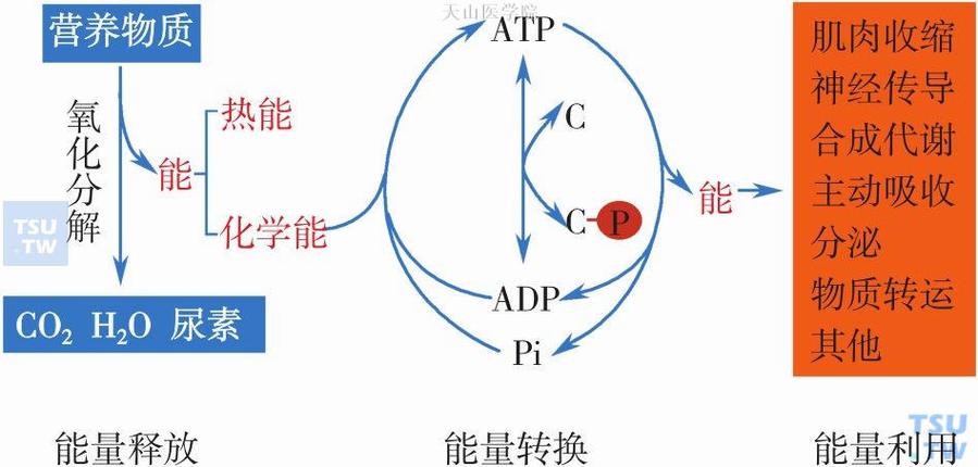 能量流转的七种方式截图