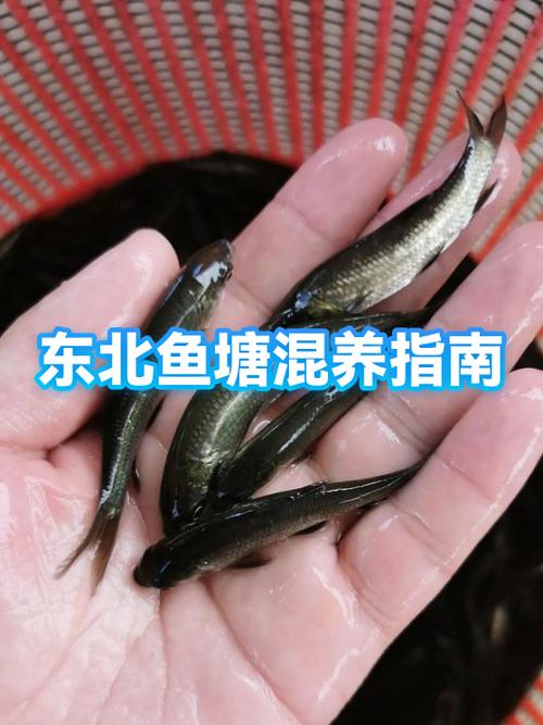 鱼怎么混养截图