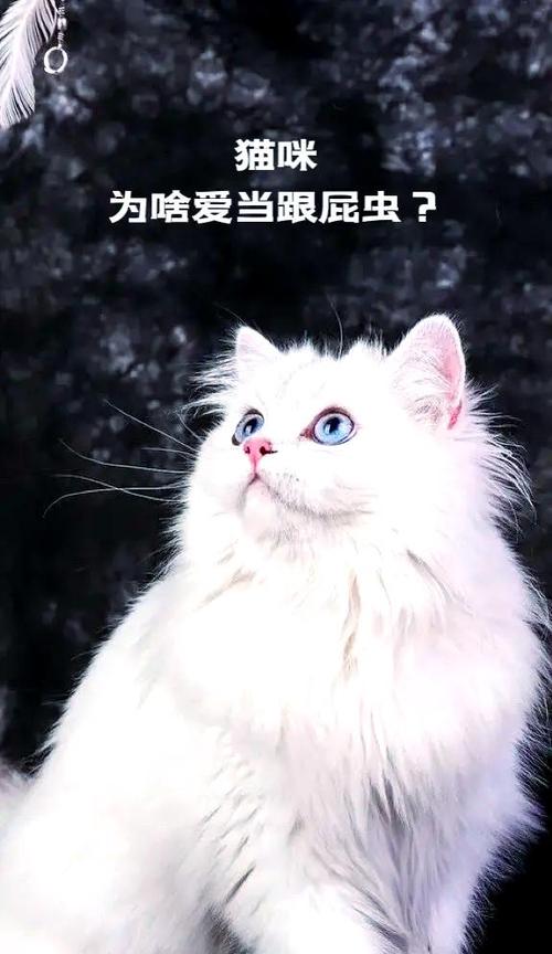 猫咪一直对着你叫还跟着你图标