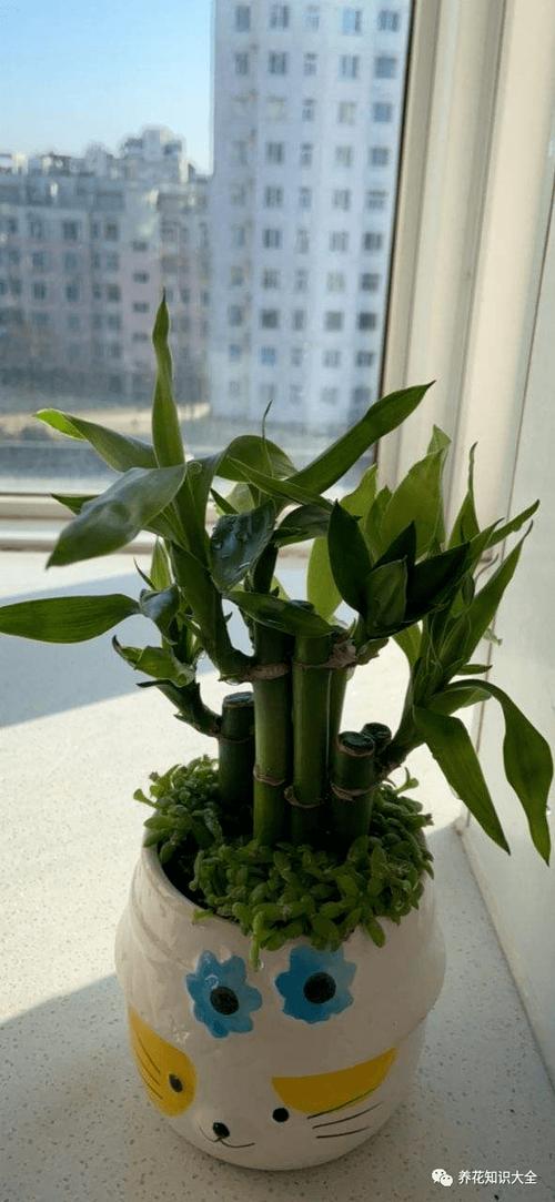 富贵竹寿命最长是多少缩略图