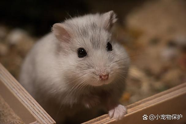 家里养仓鼠容易引老鼠吗游戏截图