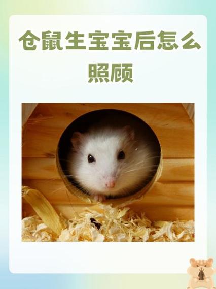 如何让仓鼠生宝宝