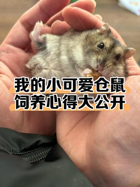 仓鼠活了8个月死了