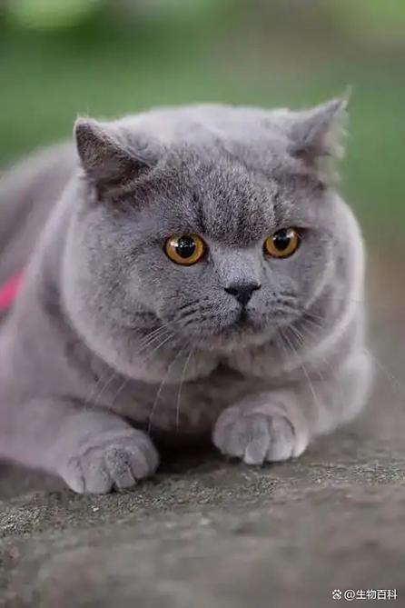 蓝猫视频免费追剧下载游戏截图