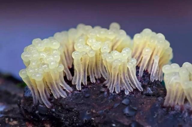 微生物模拟器视频图标