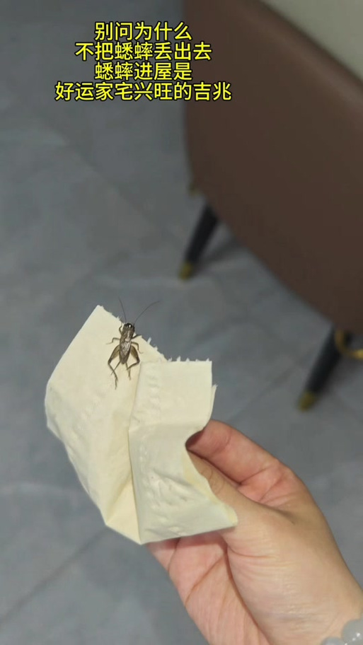 家里有蛐蛐叫意味着什么缩略图