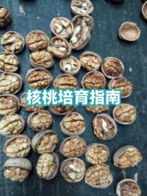 核桃变红最简单方法截图