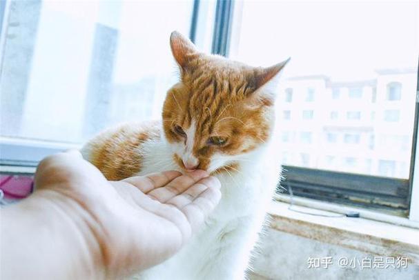 猫送人有什么讲究