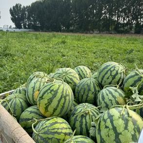 大西瓜小西瓜游戏