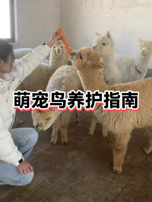 养白色鹦鹉好不好吉利吗截图