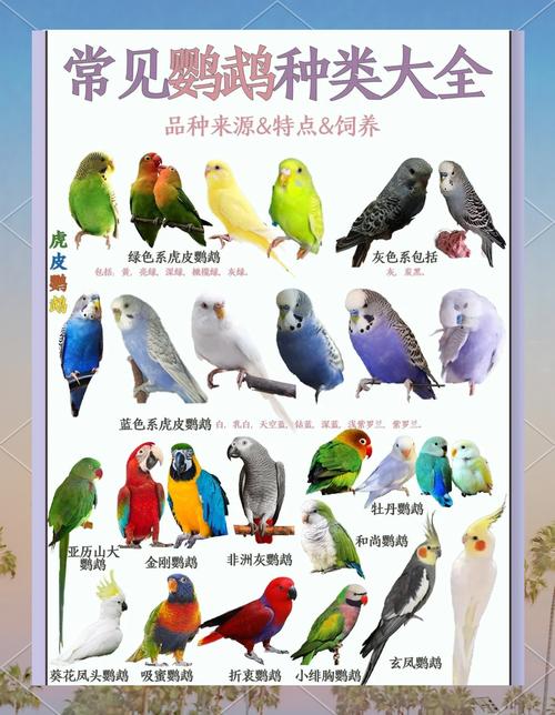 一条鹦鹉鱼能活多久缩略图