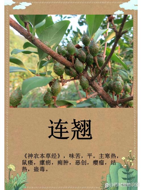连翘怎么加工存放截图