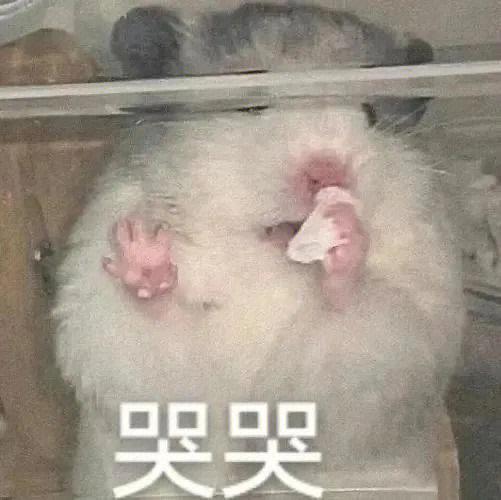 打了仓鼠它哭了图标