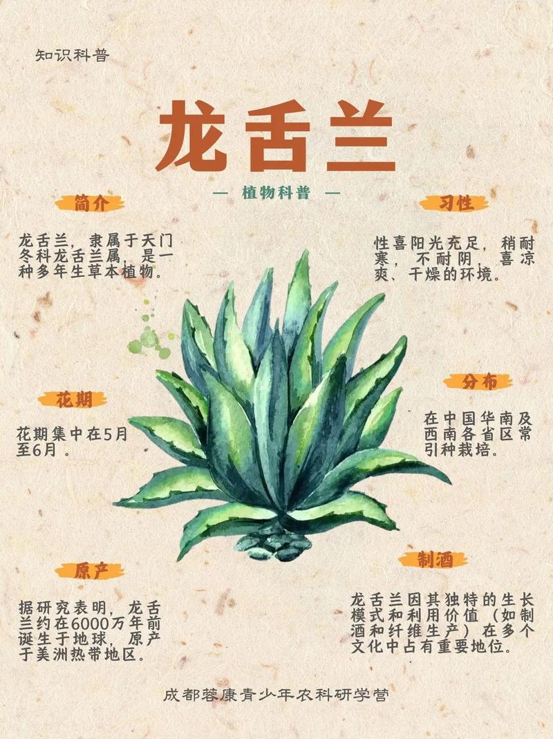 火岩龙舌兰在哪截图