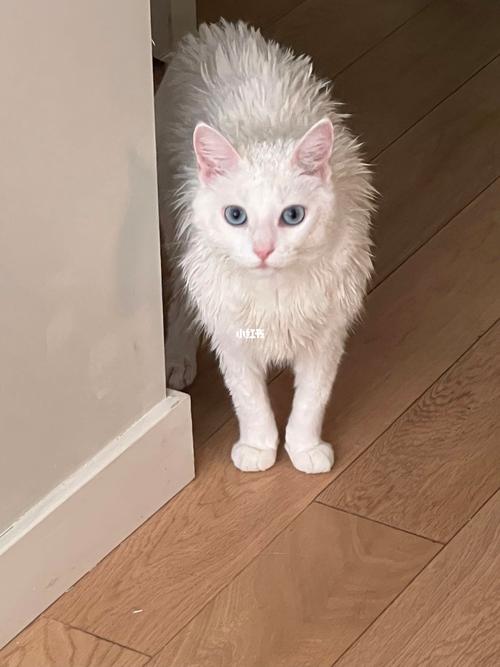 刺猬猫官网缩略图