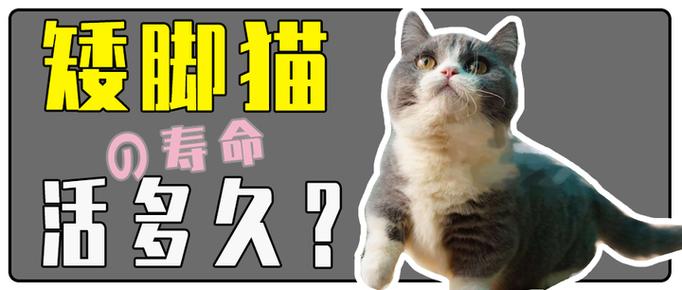 矮脚猫能活多少年的寿命缩略图