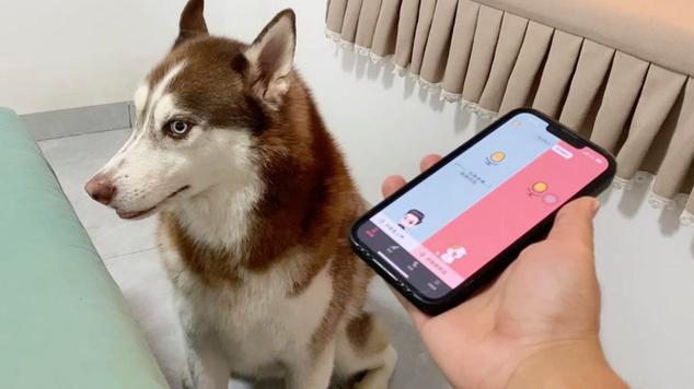 狗表情什么意思缩略图