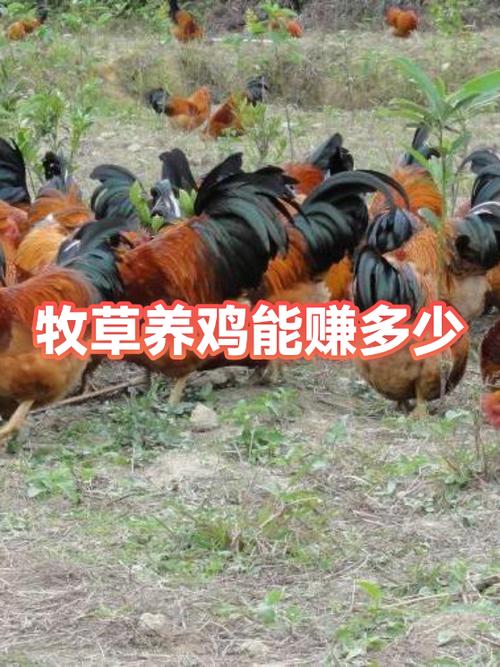 养鸡可以赚钱吗截图
