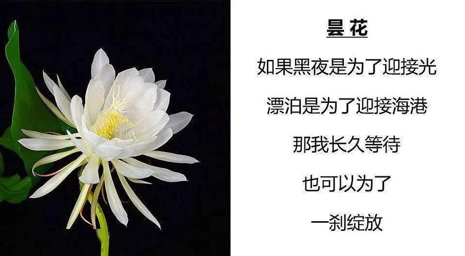 女人最爱哪两种花截图