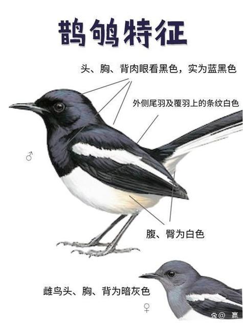 鹊鸲和喜鹊区别