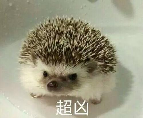 又凶又可爱的表情包