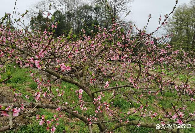 乡村桃花朵朵开缩略图