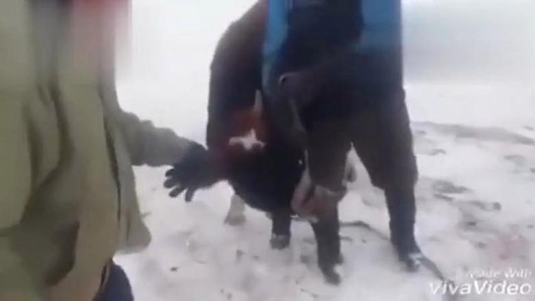 一拳能打死牛吗游戏截图