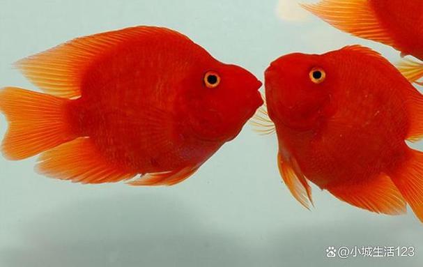 鹦鹉鱼一般能活几年缩略图