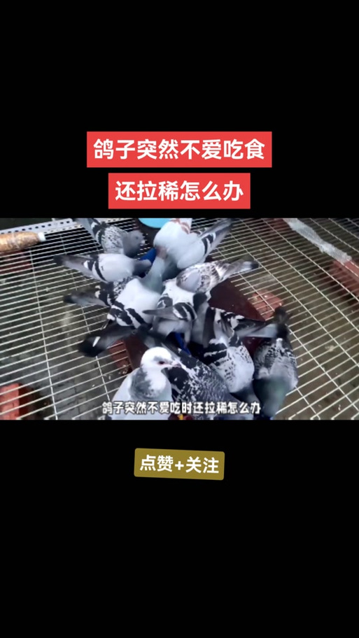鸽子吃食不消化最好的解决办法图标