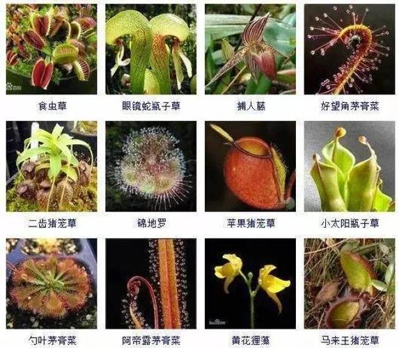 中国食虫植物网
