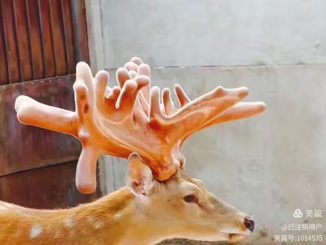 鹿鹿通