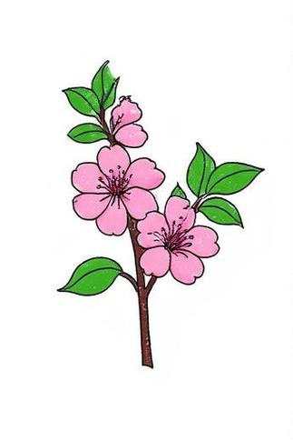 樱花教程截图