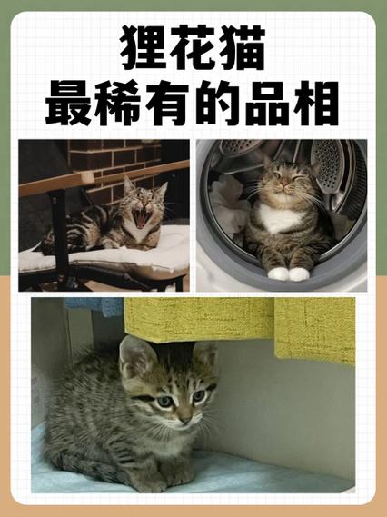 花猫画质大师特色缩略图