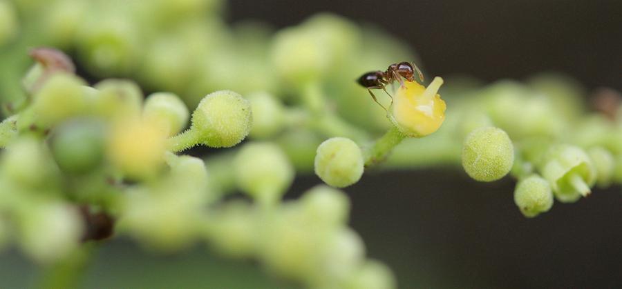 甜瓜游乐场16.0虫虫汉化版图标