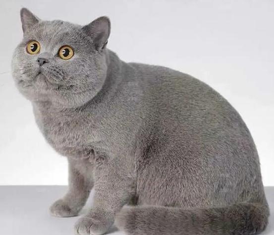 宠物猫品种