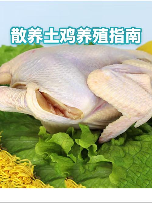 抓土鸡最好的方法图标