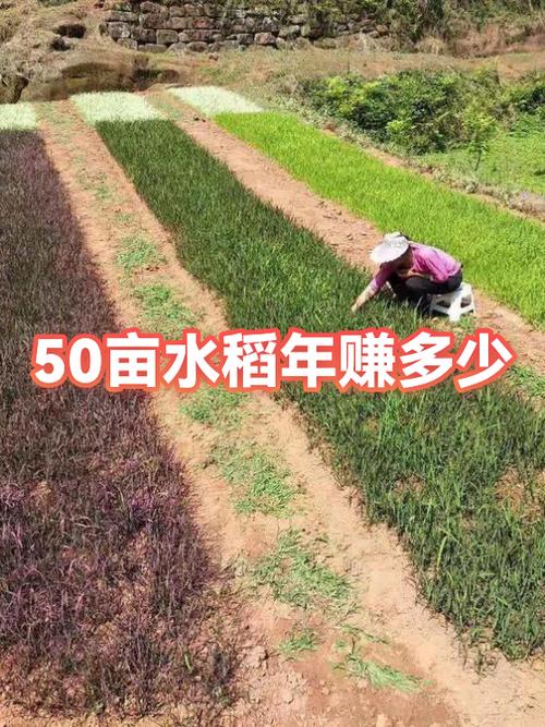 50亩水稻一年纯收入